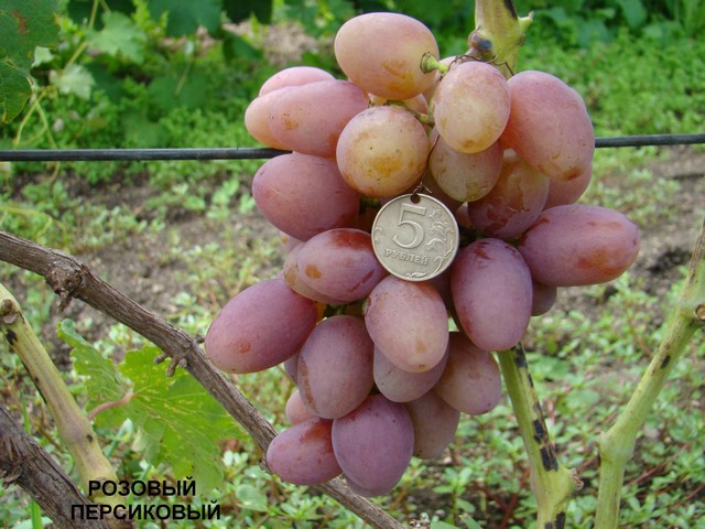 Виноград (1. сорта раннего срока созревания) — Эх, сад-виноград